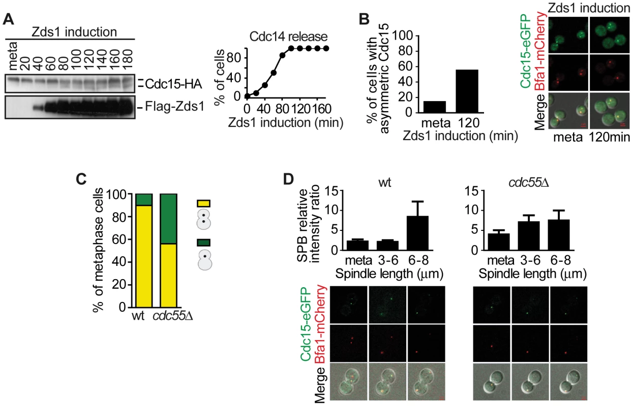 Downregulation of PP2A<sup>Cdc55</sup> promotes Cdc15 activation.