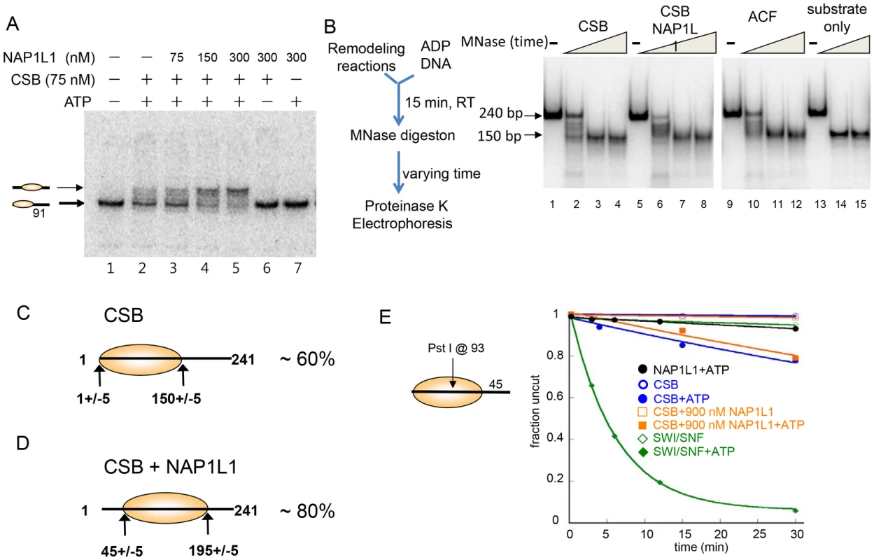 CSB and NAP1-like Chaperones Efficiently Slide Nucleosomes to the Center of a DNA Fragment.