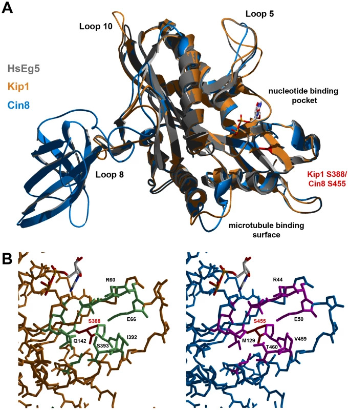 Homology models of Kip1 and Cin8 motor domains bound to MgADP.
