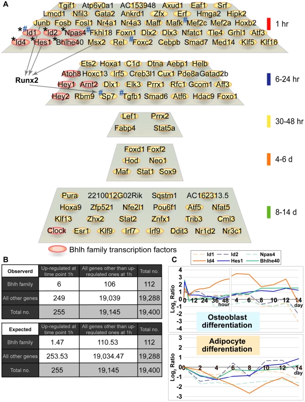 Enrichment of bHLH family in early phase of osteoblast differentiation and their expression pattern.