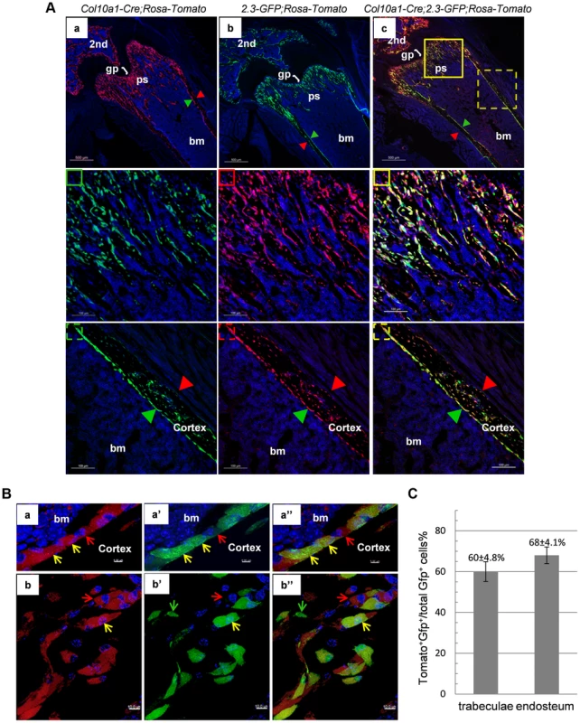 Cellular colocalization of the chondrocyte-derived tomato marker and a 2.3Col1-GFP osteoblast specific marker in femur sections of <i>Col10a1-Cre;2.3Col1-GFP;ROSA-tdTomato</i> triple transgenic mice.
