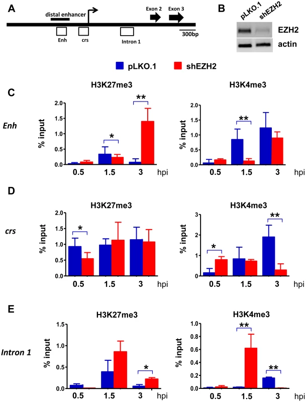 The abundance of H3K4me3 and H3K27me3 at the HCMV MIEP in shControl and shEZH2 HFFs, at the pre-immediate early stage of the infection.