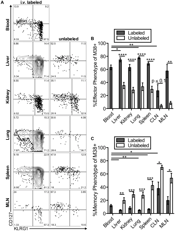Inflationary cells exposed to the blood are phenotypically distinct from those that are not.