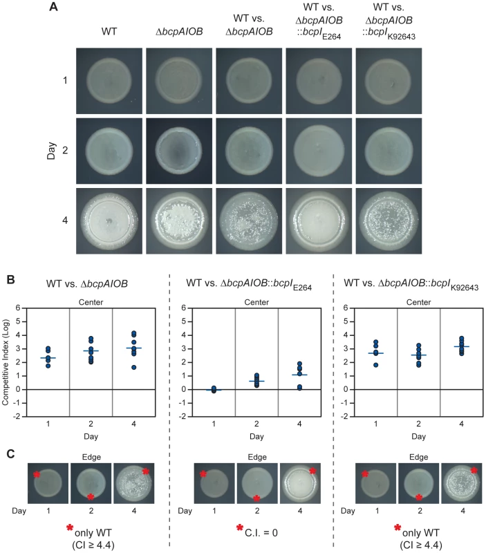 <i>bcpAIOB</i>-mediated contact dependent growth inhibition on solid medium.