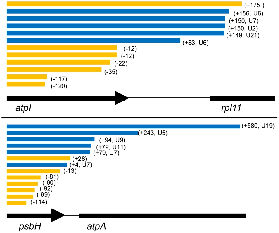 3′ end positions of <i>atpI</i> and <i>psbH</i> circular RT-PCR sequences.
