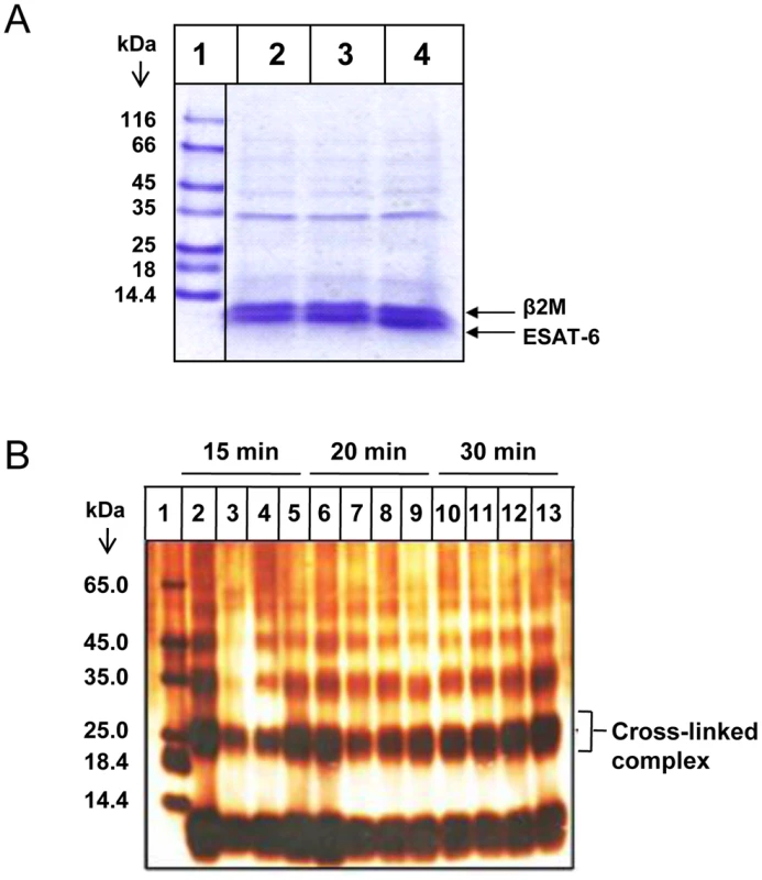 The ESAT-6:β2M complex is stable at high salt concentrations and low pH.