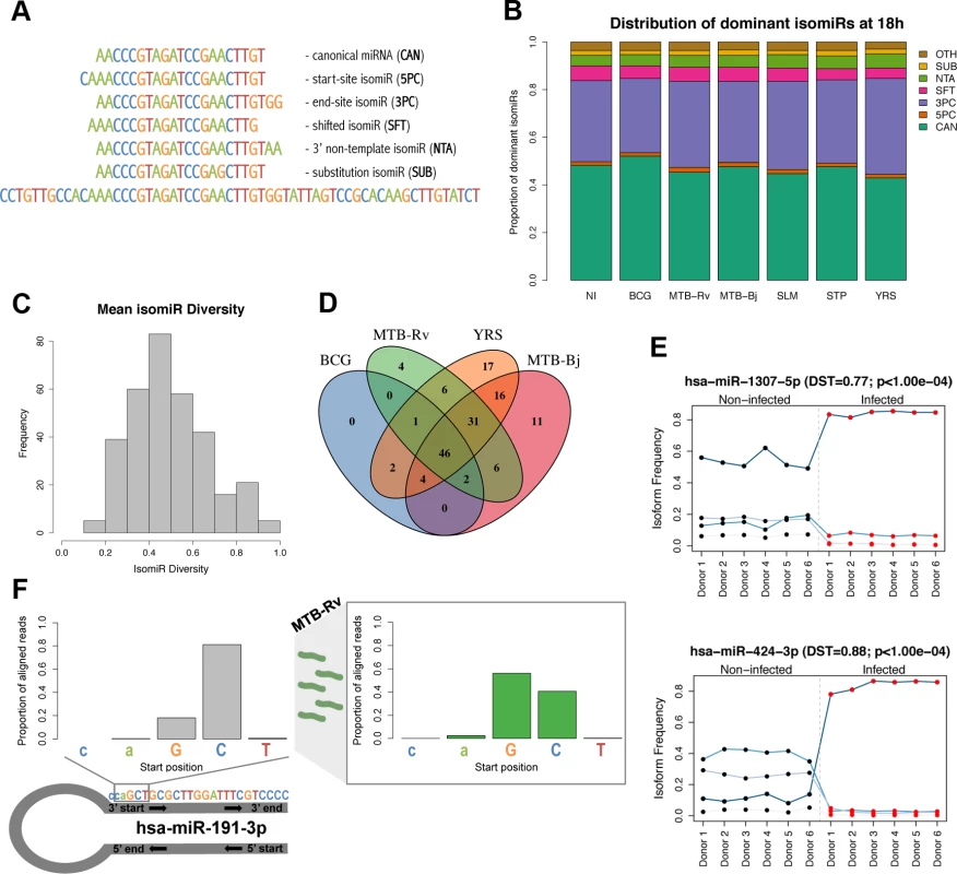 Dynamic expression of miRNA isomiRs upon infection.