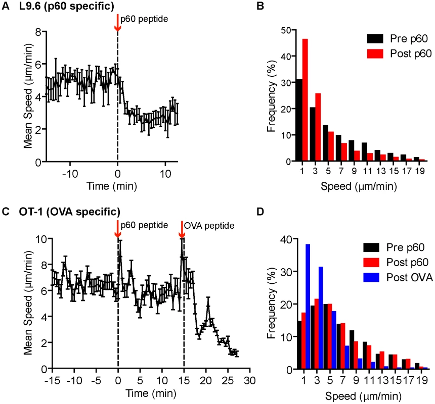 Systemic cognate peptide induces acute arrest of crawling CD8<sup>+</sup> T cells outside <i>Lm</i> foci.