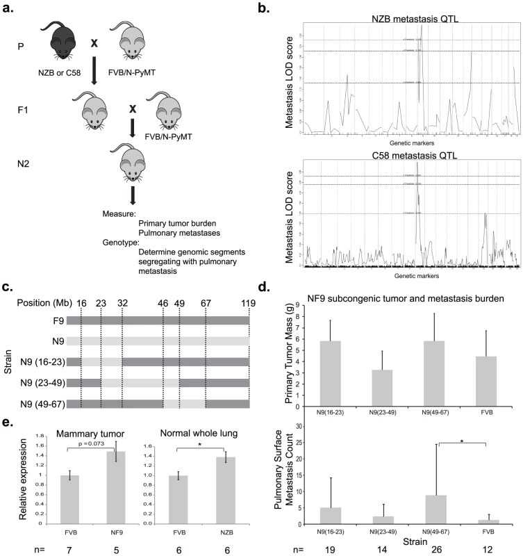 A genetic screen in mice identifies <i>Cadm1</i> as a candidate germline modifier of metastasis.