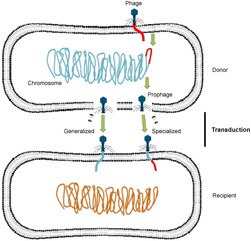 Transfer of DNA between bacteria via phages.