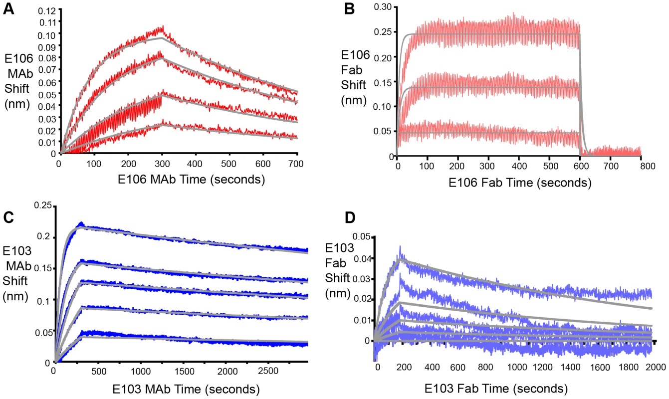 Fab and MAb binding to DENV-1 RVPs.