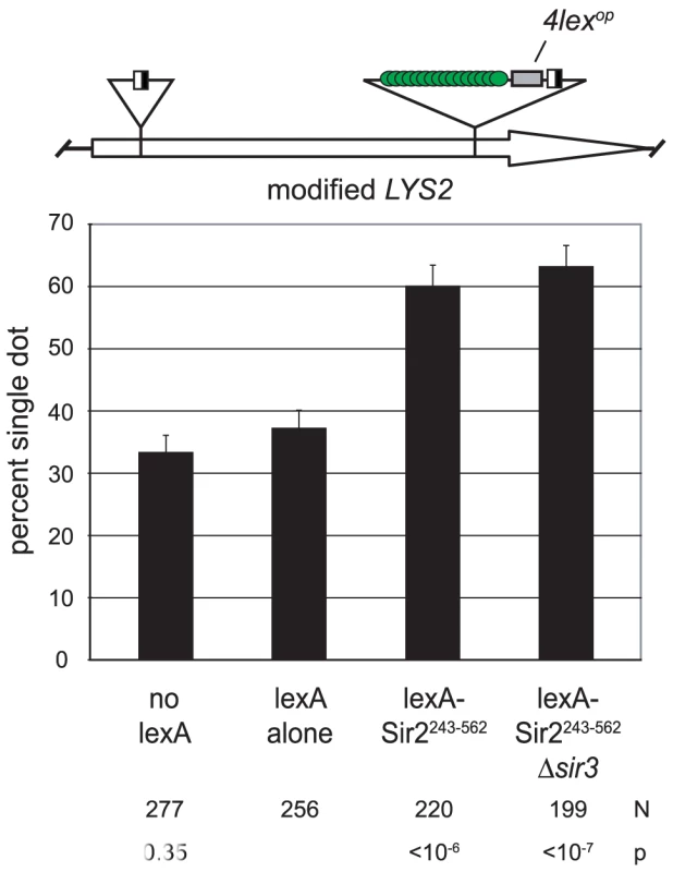 Sir2 mediates cohesion when tethered to an ectopic site.