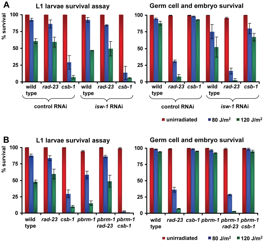 Genetic interactions of <i>isw-1</i> and <i>pbrm-1</i> with <i>rad-23</i> and <i>csb-1</i>.