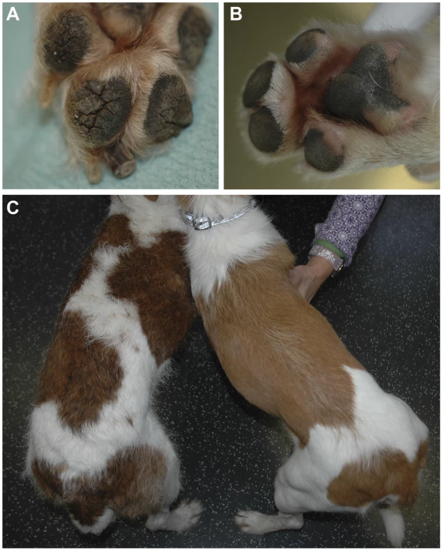 Clinical phenotype of digital hyperkeratosis.