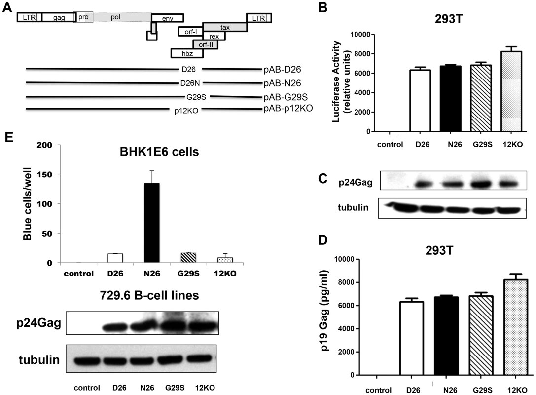 Mutant viruses produce equivalent levels of Gag protein but the virus N26 is transmitted better.