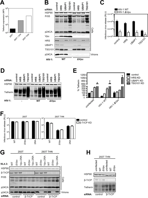 Vpu does not require ESCRT-I, HRS or βTRCP to counteract tetherin in HIV-1 infected cells.