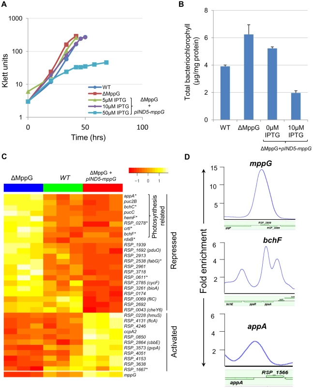 Physiological and genomic analysis of MppG regulation.