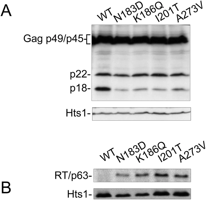 CNC<sup>R</sup> mutations N183D, K186Q, I201T, and A273V alter Ty1 protein levels.