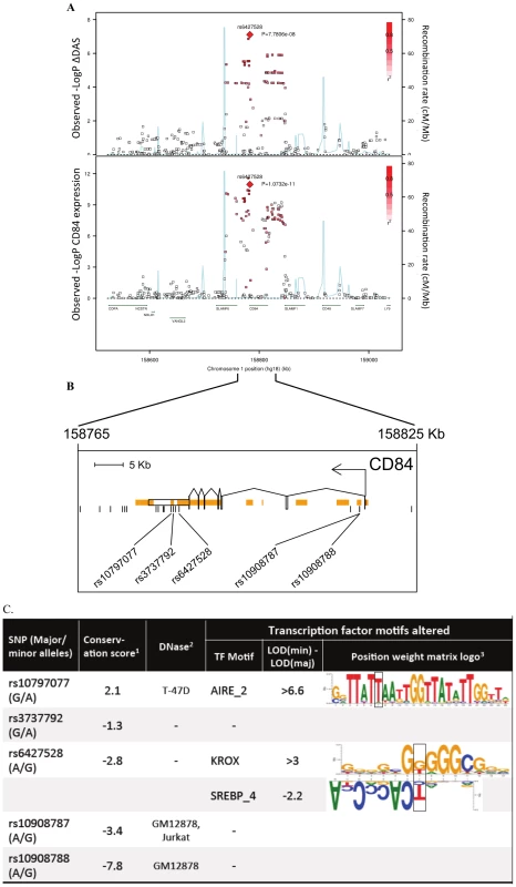 Association results and SNP annotations in the <i>1q23 CD84</i> locus.