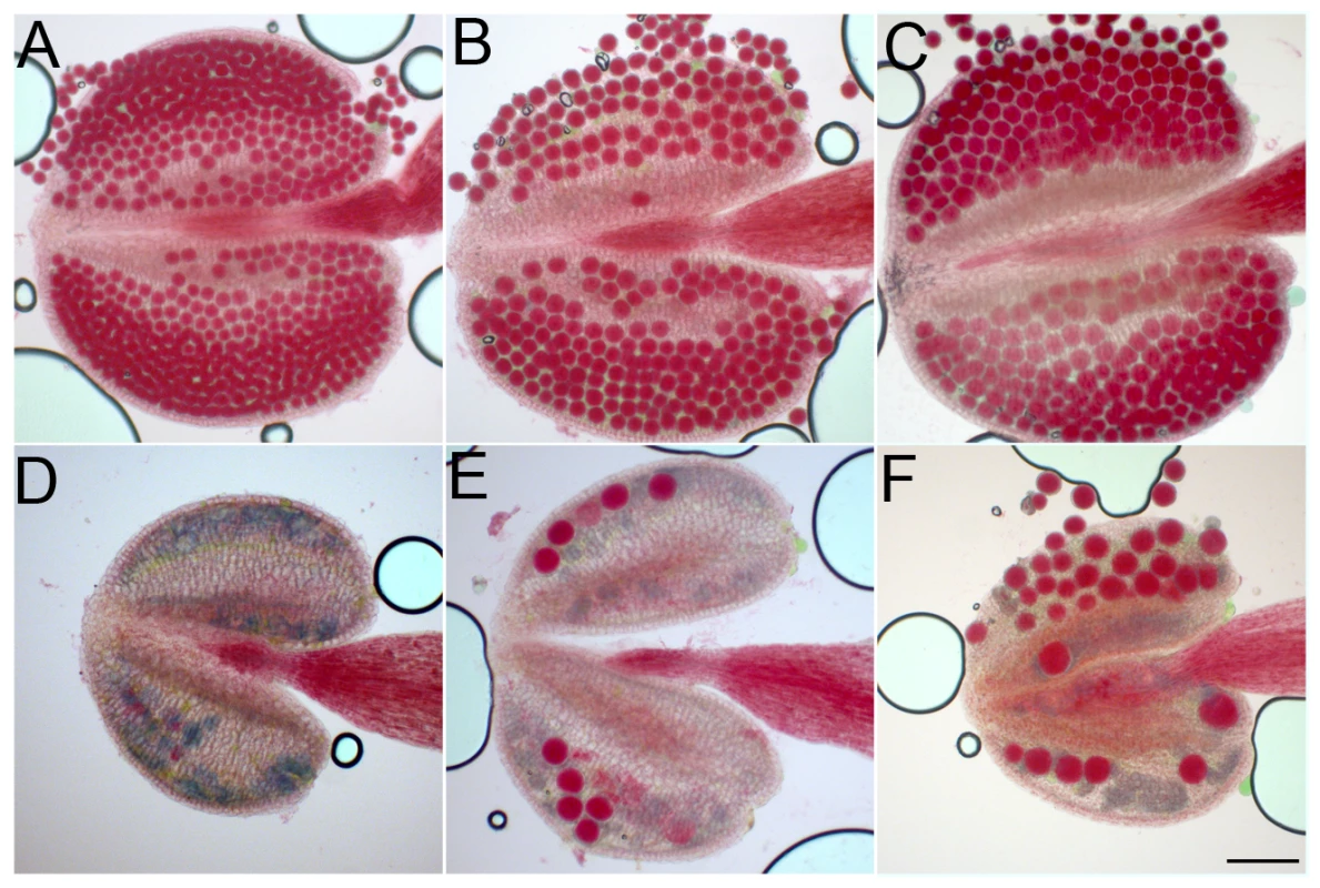 Pollen grains in wild type, <i>osd1</i>, <i>tam</i> and <i>tam/osd1</i>.