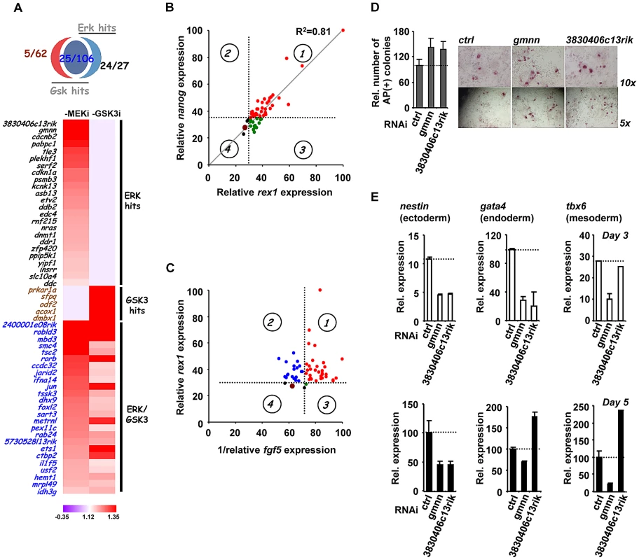 The role of ERK pathway-specific hits in the expression of pluripotency and early differentiation marker genes.