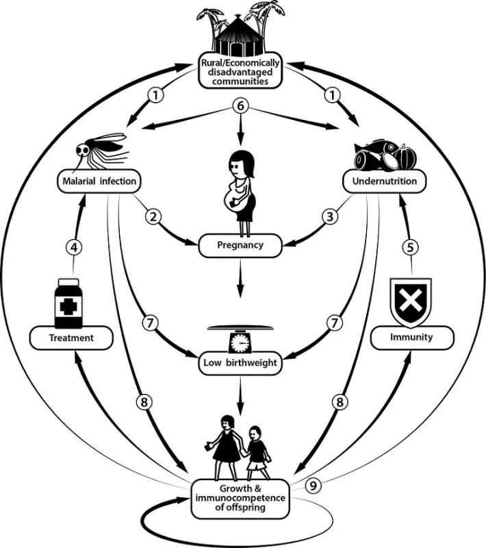 Interactions between macronutrient undernutrition and malaria. 1) Undernutrition is common in areas where malaria prevalence is high, and rural and economically disadvantaged communities are often most affected. 2) Pregnant women are more likely to be bitten by malariainfected mosquitoes, and are more susceptible to malaria infection. 3) Undernutrition is common in pregnant women, and short inter-pregnancy intervals may lead to nutritional depletion. 4) Undernutrition may impair antimalarial treatment efficacy. 5) Nutritional status and nutrient supplementation may affect antimalarial immunity. 6) Malaria and undernutrition may interact to worsen pregnancy outcomes. 7) Both malaria and undernutrition are important causes of low birthweight. 8) Malaria and undernutrition may affect growth and immunocompetence in the offspring. 9) These combined effects of malaria and undernutrition may have long-term health and socioeconomic consequences extending into adult life and passed on transgenerationally