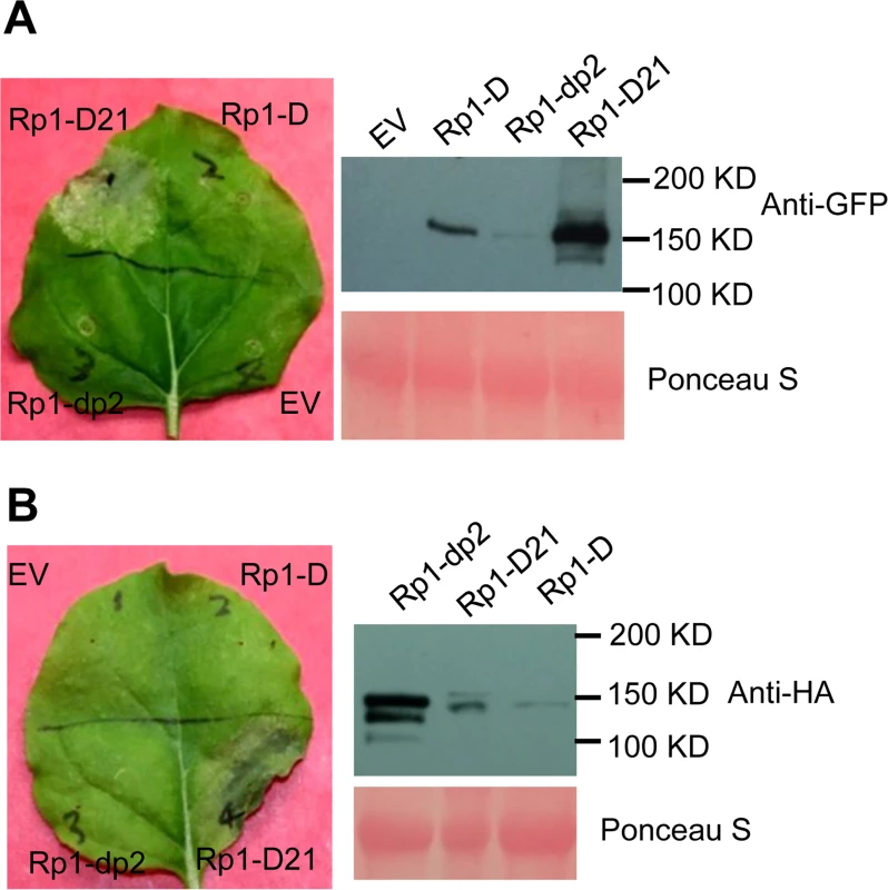 Rp1-D21 triggers a hypersensitive response phenotype when transiently expressed in <i>N</i>. <i>benthamiana</i>.