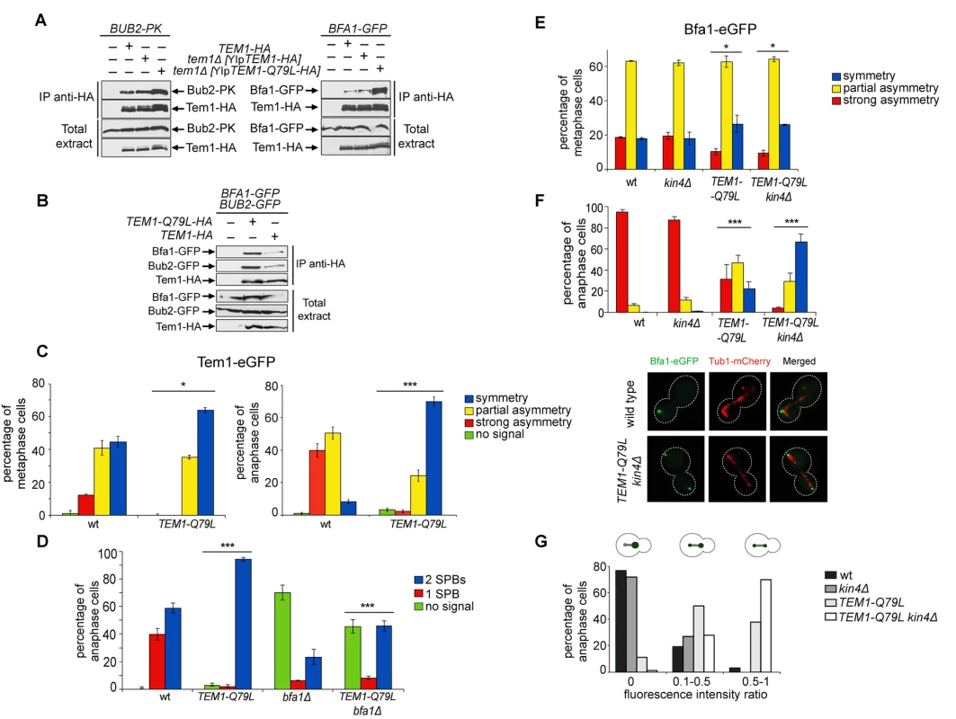 Constitutively active Tem1-Q79L binds more avidly Bub2/Bfa1 and shows reduced asymmetry at anaphase spindle poles.