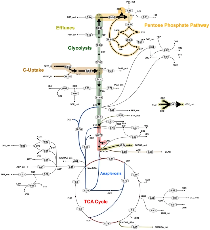 Metabolic flux map corresponding to solution A for <i>M. bovis</i> BCG in glycerol limited continuous culture at slow growth rate (t<sub>d</sub> = 69 h).