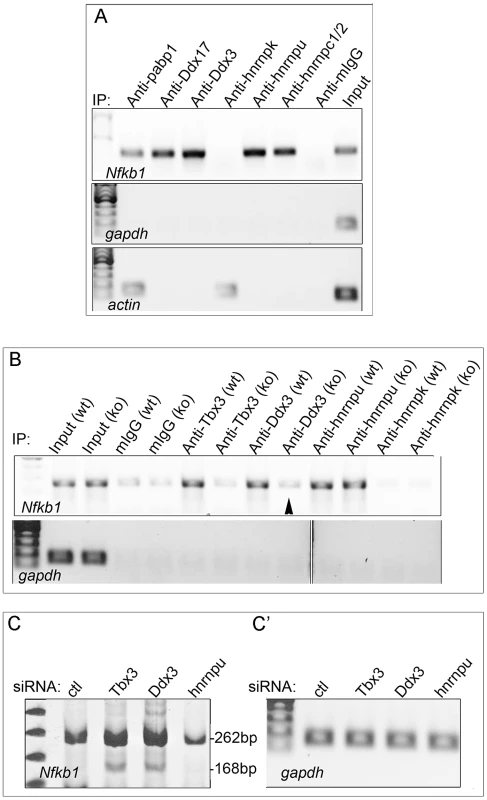 Tbx3 binding partners associate with the <i>Nfkb1</i> mRNA that is alternatively spliced in response to Tbx3, and a subset require Tbx3 to bind this mRNA.