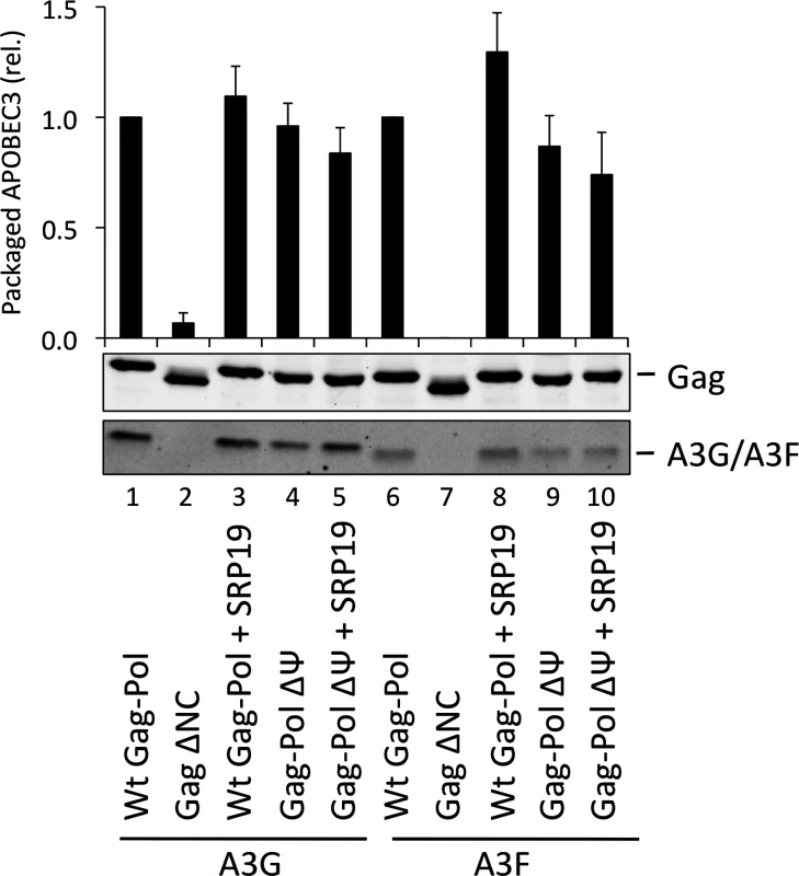 A3G and A3F are packaged into VLPs doubly depleted for genomic RNA and 7SL RNA.