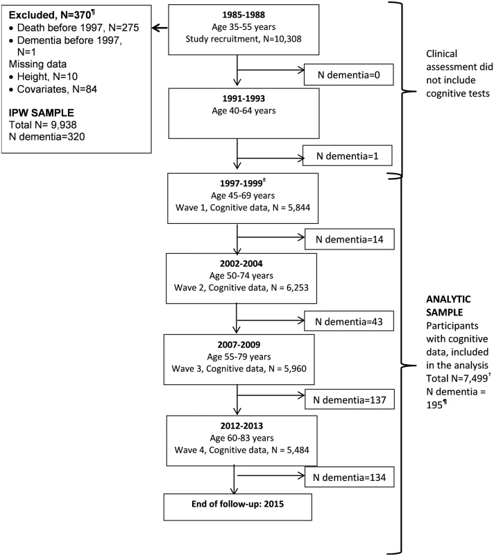 Flow chart for study of cognitive decline and dementia.