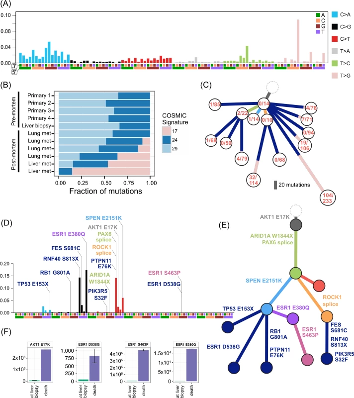 Mutational signatures in TN1 and ER2, and ctDNA assays in ER2.