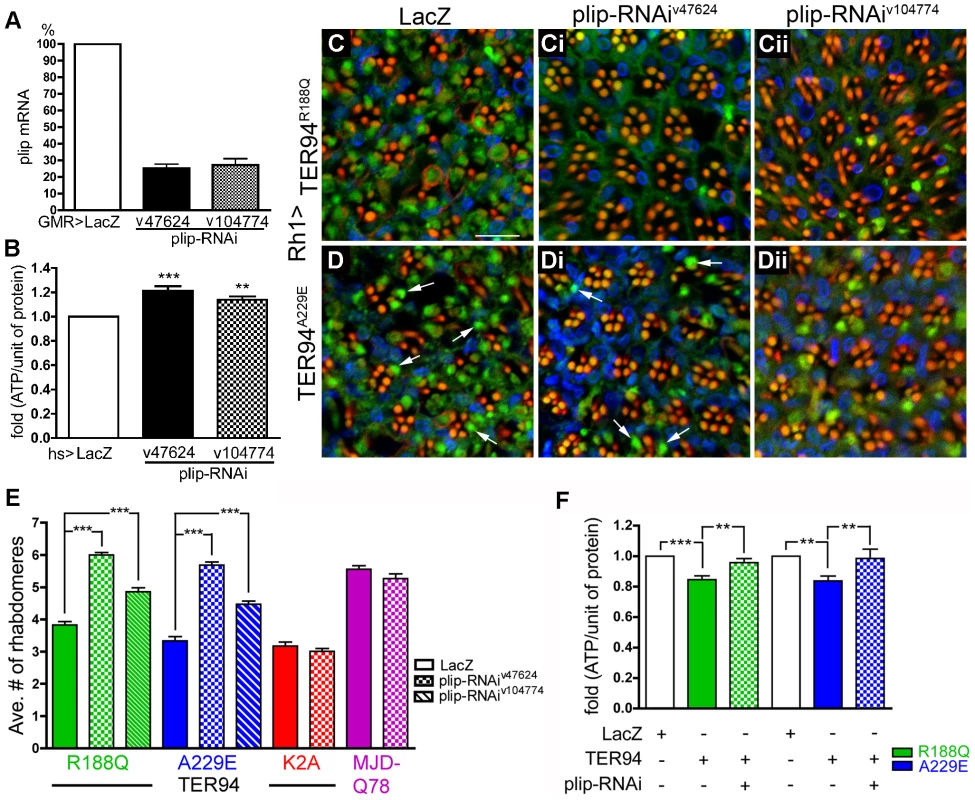 Neurodegeneration induced by pathogenic TER94 mutants can be suppressed by the knockdown of <i>plip</i>.