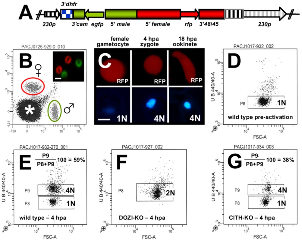 Zygotes formed by Δ<i>pbcith</i> and Δ<i>pbdozi</i> gene deletion mutants abort zygote to ookinete transformation.