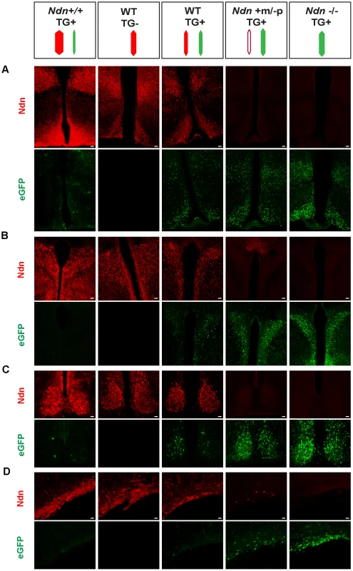 Necdin expression and eGFP expression in different mouse genetic backgrounds with or without the BAC <i>Ndn</i>-eGFP transgene (TG+ or TG−).