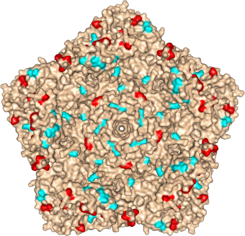 Location of mutations in iVDPV isolate 160198.
