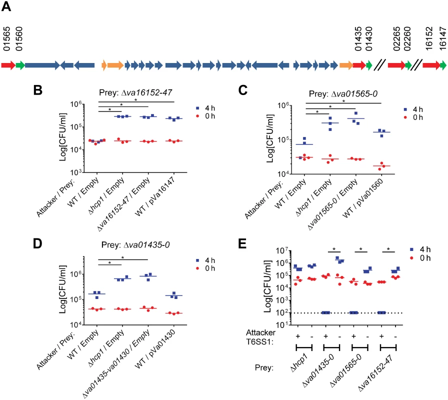 Va16152/Va16147, Va01565/Va01560, and Va01435/Va01430 are VaT6SS1 effector/immunity pairs.
