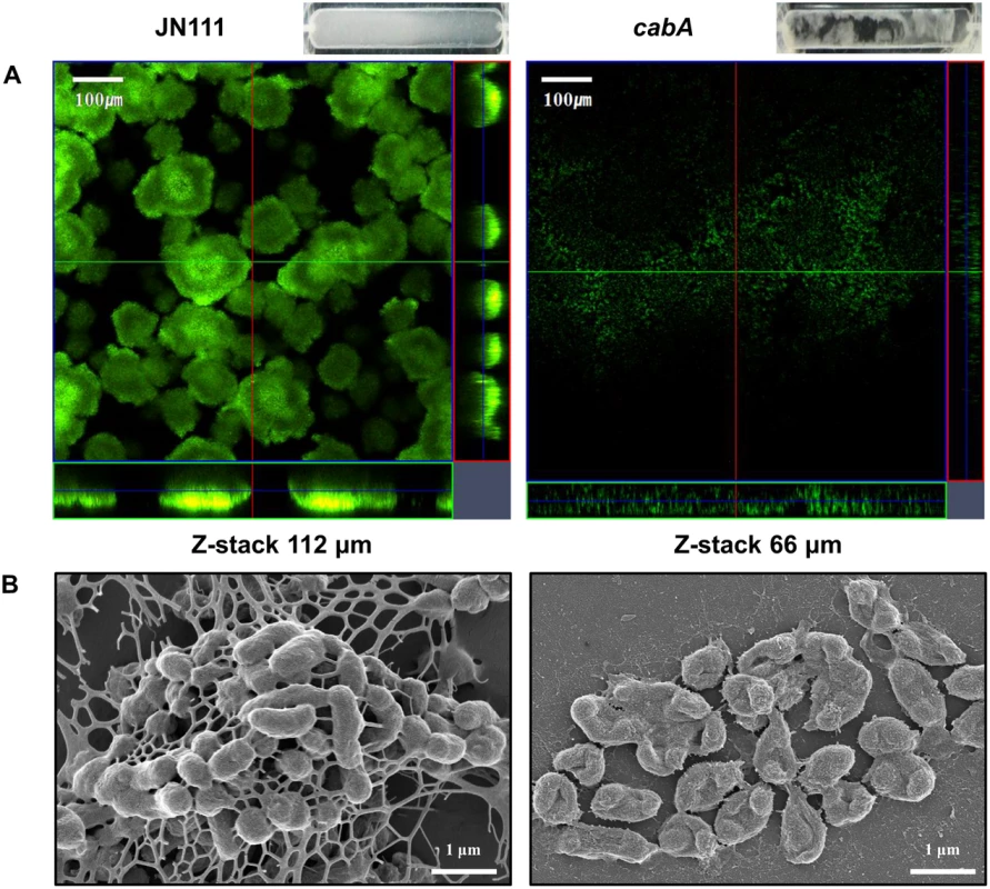 Effects of the <i>cabA</i> mutation on biofilm structure.