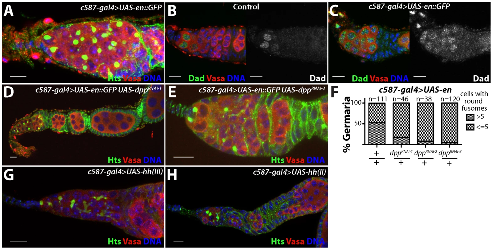 Ectopic expression of <i>engrailed</i> in the escort cells results in an expansion of stem cell-like cells in the germline.