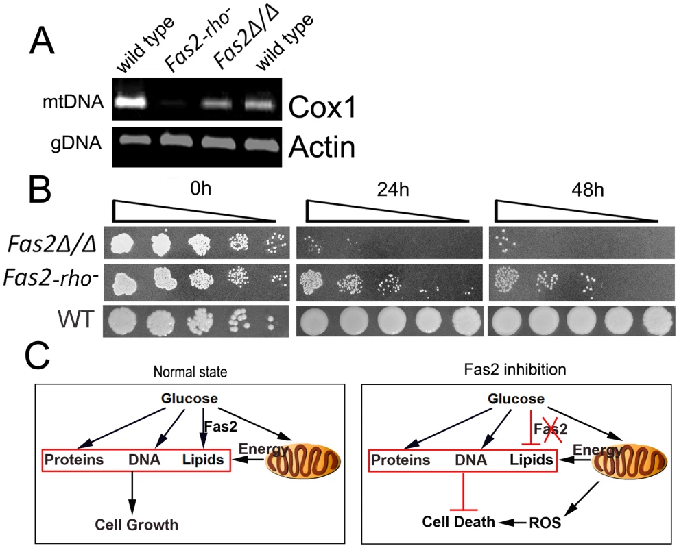 Cell death is dependent on mtDNA.
