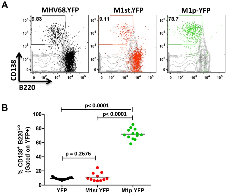 The majority of M1 promoter activity is detected in splenic plasma cells.