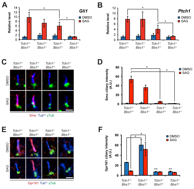 Mouse <i>Tctn1</i> and <i>Bbs1</i> have overlapping roles in Hh signaling and ciliary localization of Hh pathway components.