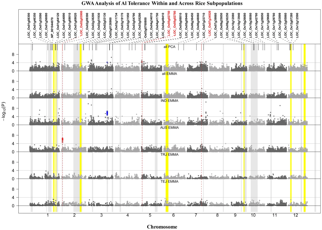 GWA Analysis of Al Tolerance within and across Rice Subpopulations.