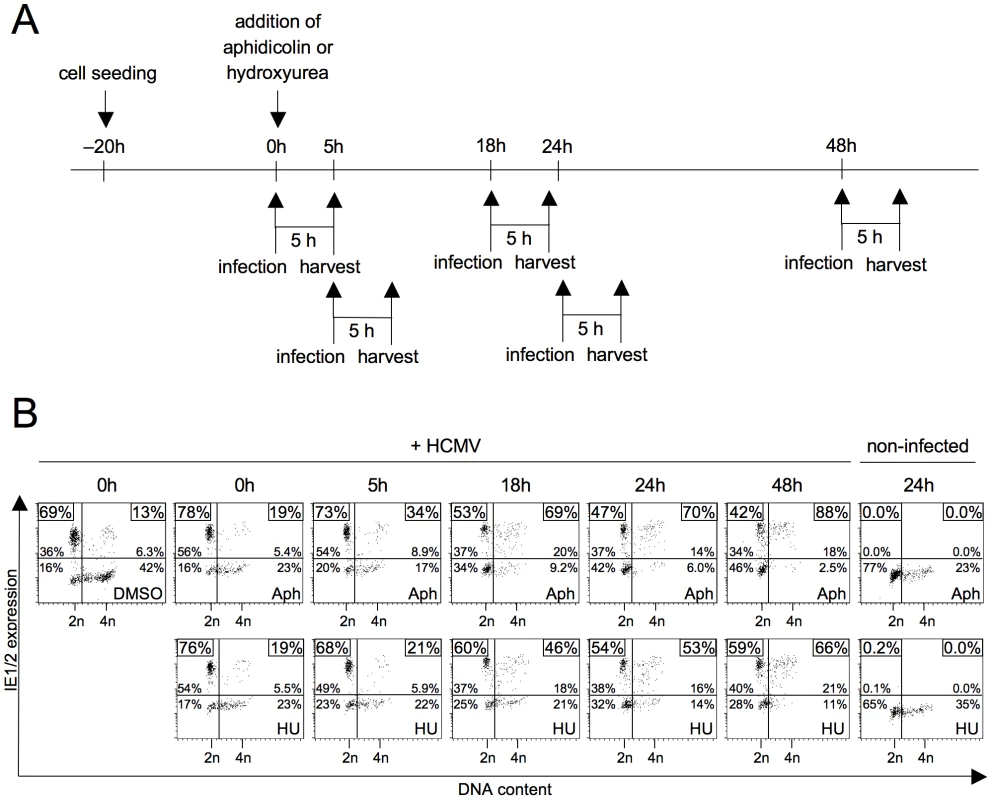 Inhibition of cellular DNA synthesis has no immediate but a delayed effect on the start of MIE gene expression in S/G2.