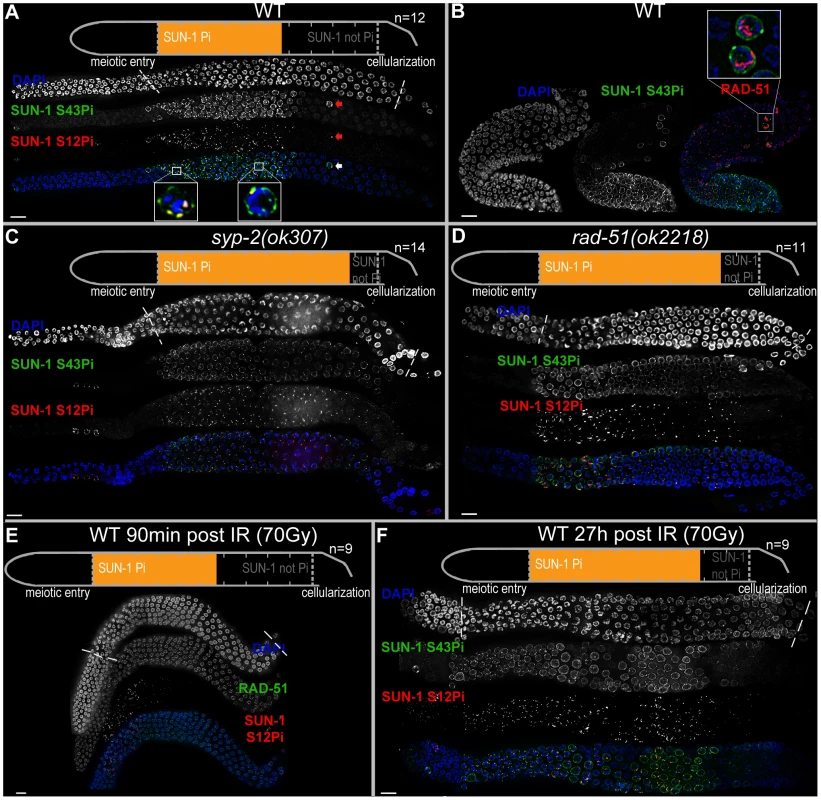 Prolonged SUN-1 phosphorylation correlates with meiotic failure.