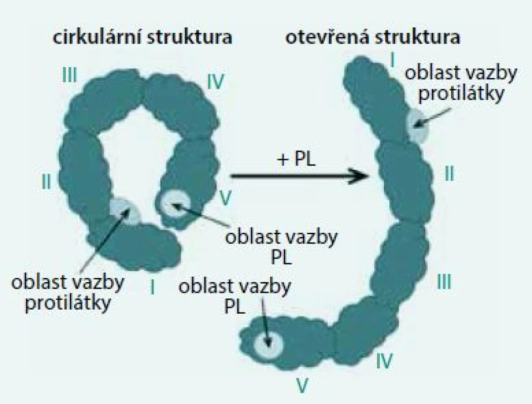 Struktura β2-glykoproteinu I.
Po navázání anionové skupiny fosfolipidu (PL) na pozitivně nabitý epitop domény V se cirkulární struktura rozevírá a obnaží se oblast determinovaná k vazbě protilátky. Upraveno podle [9]