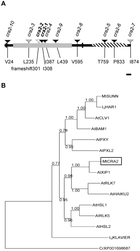 The <i>CRA2</i> gene encodes a Leucine-Rich Repeat Receptor-Like Kinase (LRR-RLK).