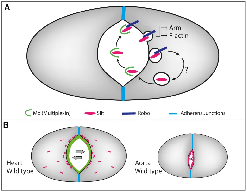 A scheme describing the molecular interactions between Mp, Slit/Robo and F-actin in the heart and the aorta.