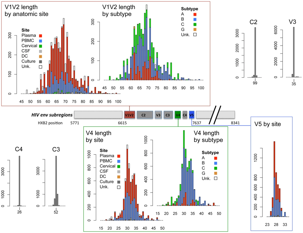 Schematic diagram of HIV-1 <i>env</i> subregions (center bar) and distribution of subregion loop lengths (surrounding bar graphs).